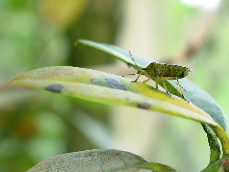 Shiledbug or Stnikbug; DISPLAY FULL IMAGE.