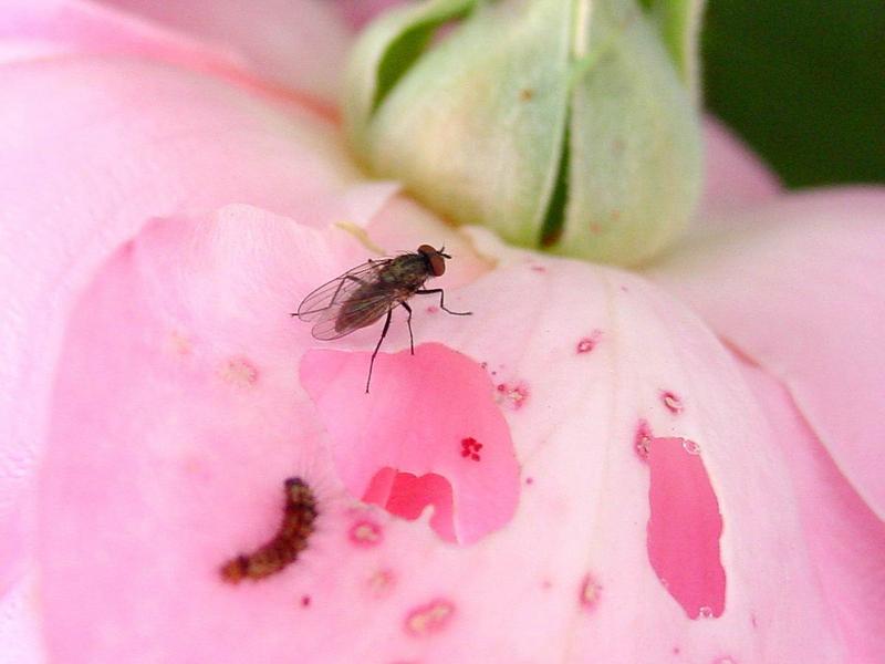 fly; DISPLAY FULL IMAGE.