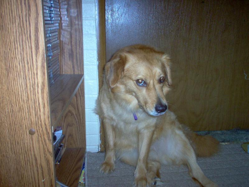 Dog; DISPLAY FULL IMAGE.