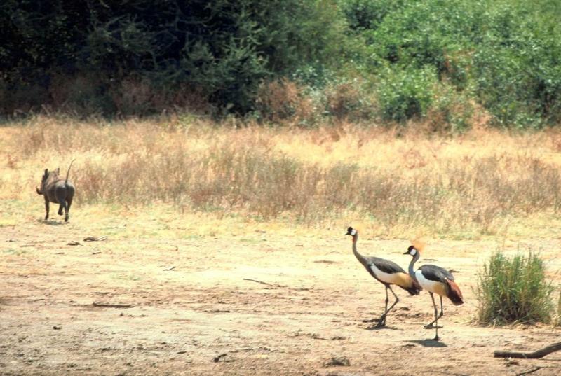 Warthog and African Crowned Crane pair; DISPLAY FULL IMAGE.