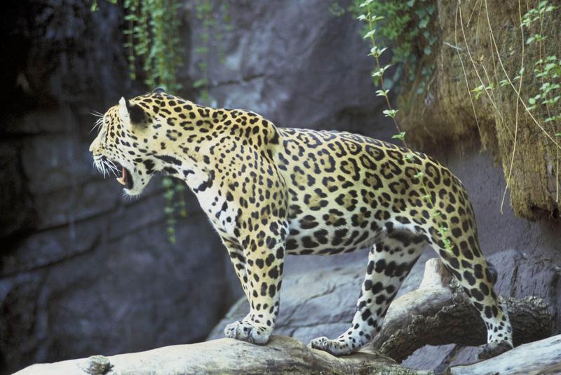 Jaguar (Panthera onca) {!--재규어-->; DISPLAY FULL IMAGE.