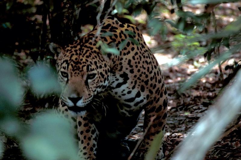 Jaguar (Panthera onca) {!--재규어-->; DISPLAY FULL IMAGE.