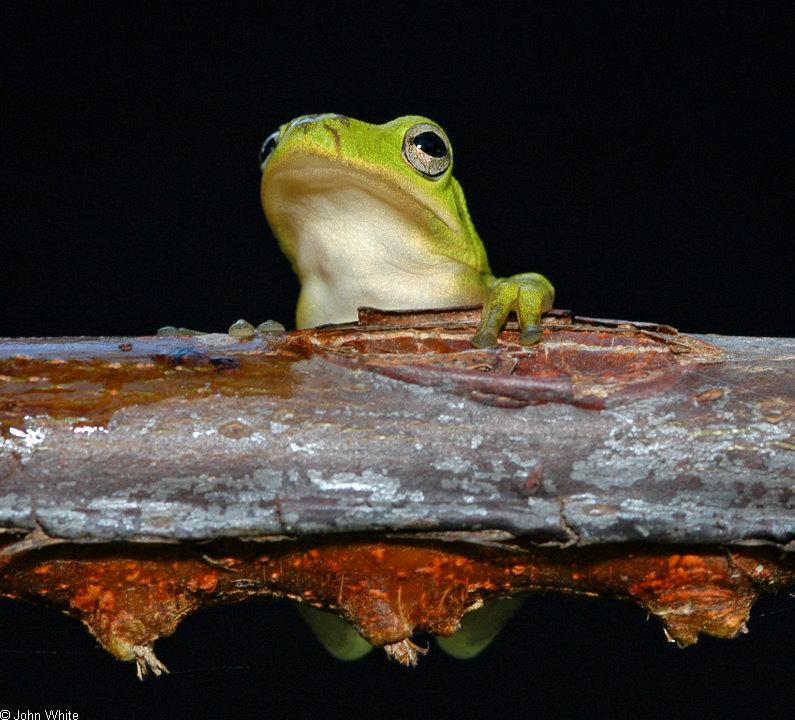 Green Treefrog (Hyla cinerea) 2; DISPLAY FULL IMAGE.