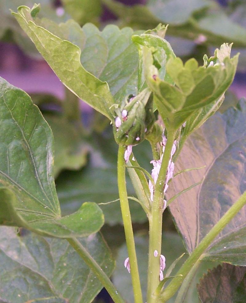 What kind of Bug?; DISPLAY FULL IMAGE.