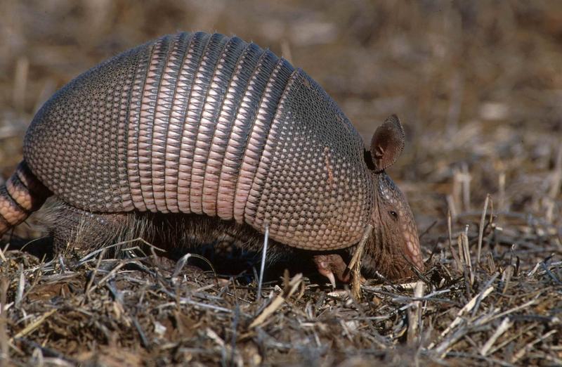 Nine-banded Armadillo {!--아르마딜로-->; DISPLAY FULL IMAGE.