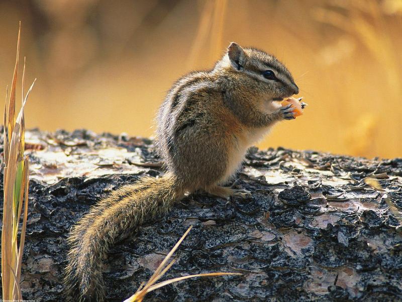 Least Chipmunk; DISPLAY FULL IMAGE.