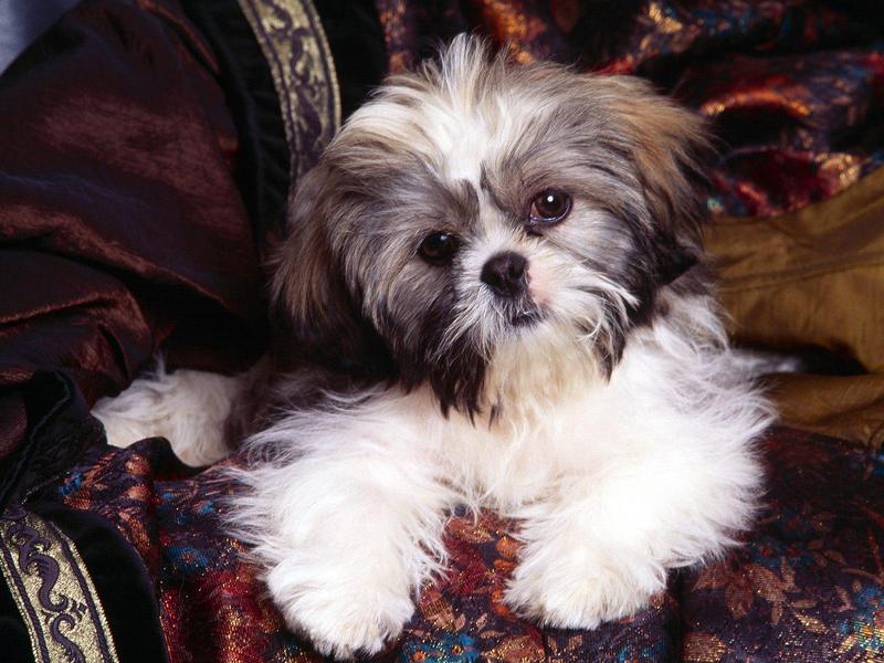 Lil Rascal - Shih-Tzu; DISPLAY FULL IMAGE.