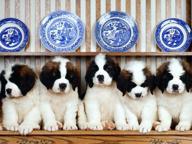 Dog: Saint Bernard - Puppies; DISPLAY FULL IMAGE.