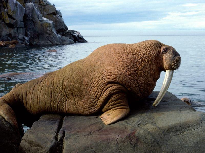 Walrus Bull; DISPLAY FULL IMAGE.