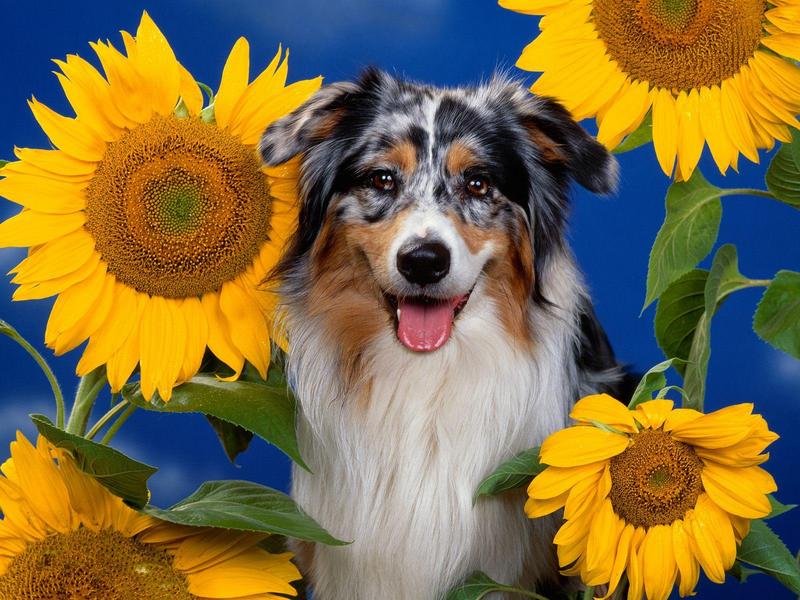 Australian Shepherd; DISPLAY FULL IMAGE.