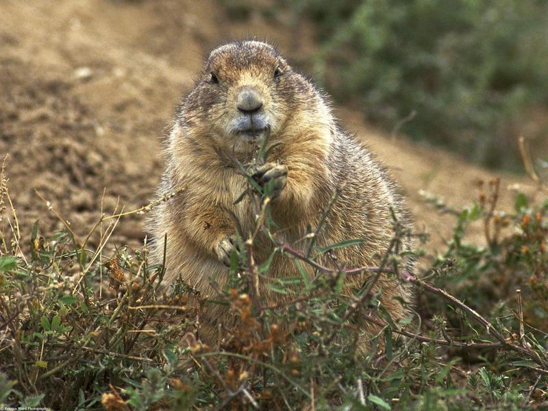 Black-tailed Prairie Dog; DISPLAY FULL IMAGE.