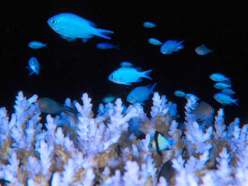 Blue Damselfish; DISPLAY FULL IMAGE.
