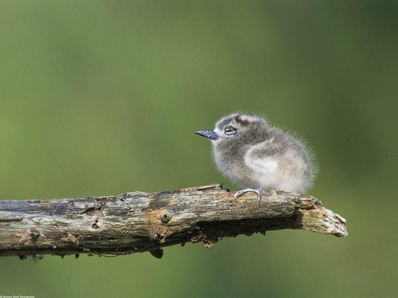 Fairy Tern, Midway Island; DISPLAY FULL IMAGE.