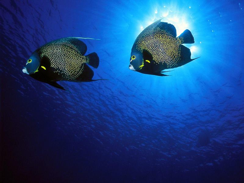 French Angelfish; DISPLAY FULL IMAGE.