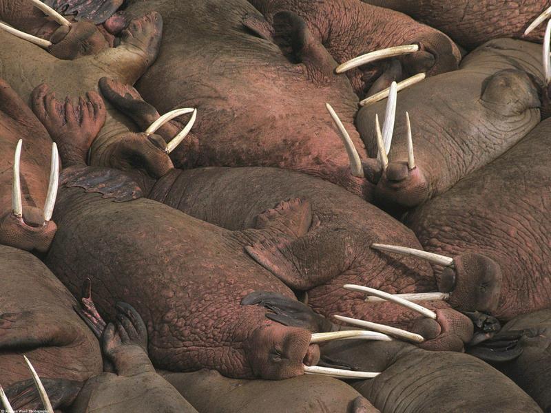 Lounging Walruses, Lancaster Sound Nunavut Territory, Canada; DISPLAY FULL IMAGE.