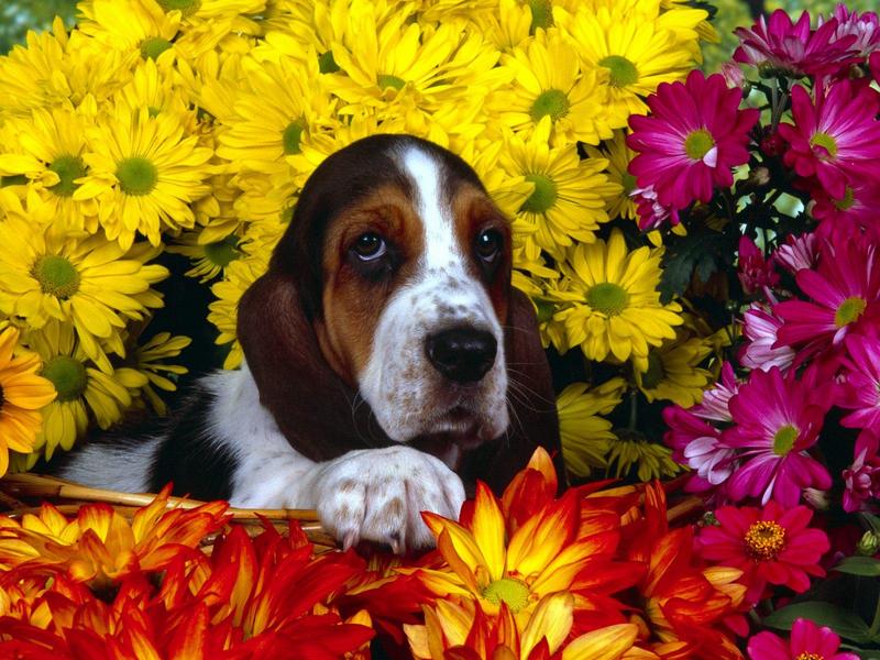 Spring Scents, Basset Hound Dog; DISPLAY FULL IMAGE.