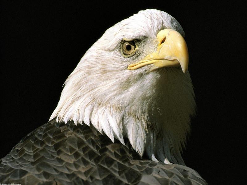 Bald Eagle, Alaska; DISPLAY FULL IMAGE.