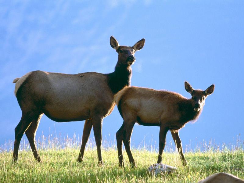 Cow Elk with Calf; DISPLAY FULL IMAGE.