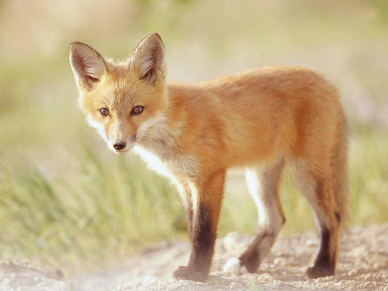 Red Fox Kit, Indiana; DISPLAY FULL IMAGE.