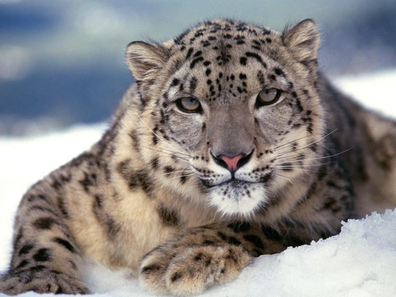 Snow Leopard; DISPLAY FULL IMAGE.