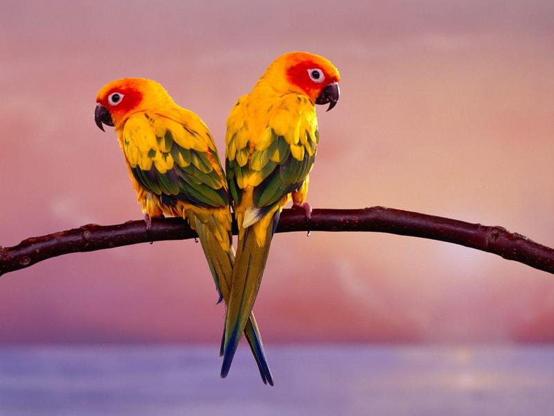 Sun Conure Parrots (Aratinga solstitialis); DISPLAY FULL IMAGE.