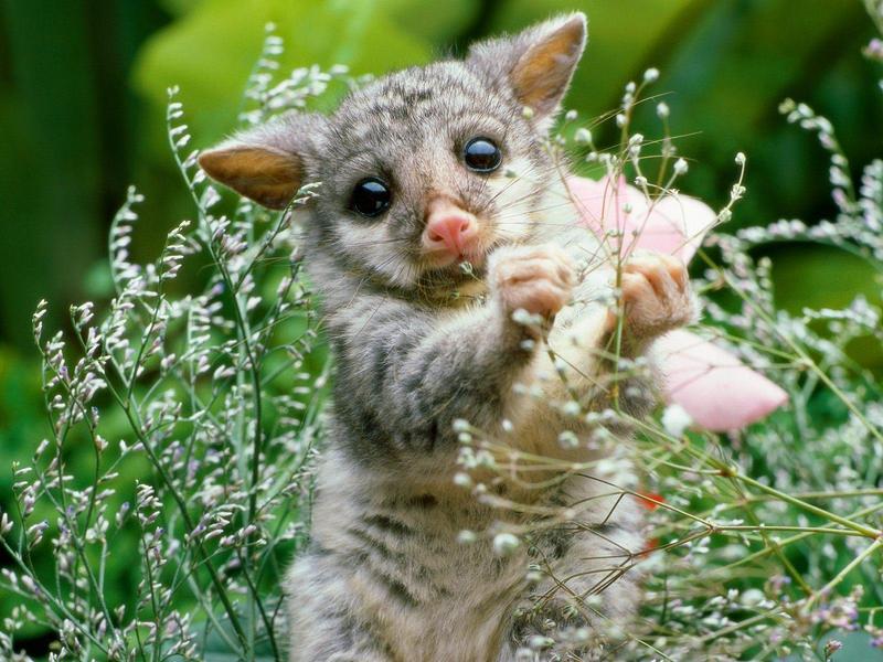 Bush Tail Opossum; DISPLAY FULL IMAGE.