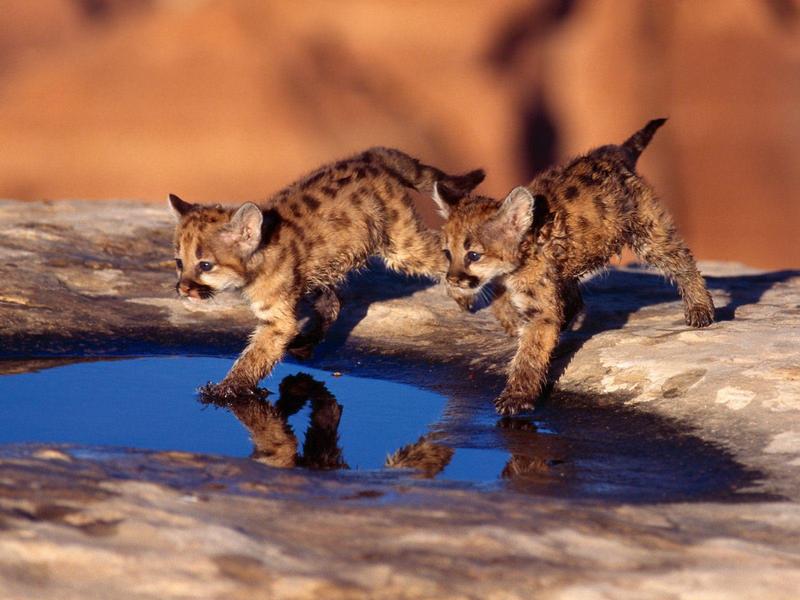 Cougar Cubs; DISPLAY FULL IMAGE.