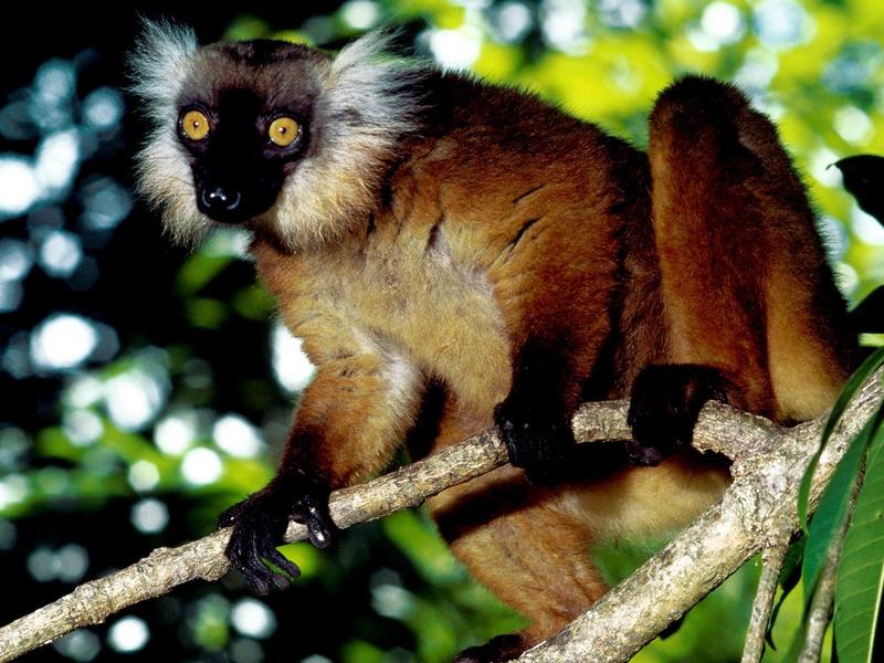 Black Lemur, Malagasy Republic; DISPLAY FULL IMAGE.
