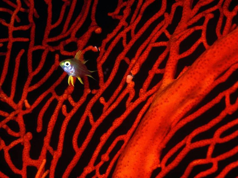 Lemon Damselfish; DISPLAY FULL IMAGE.