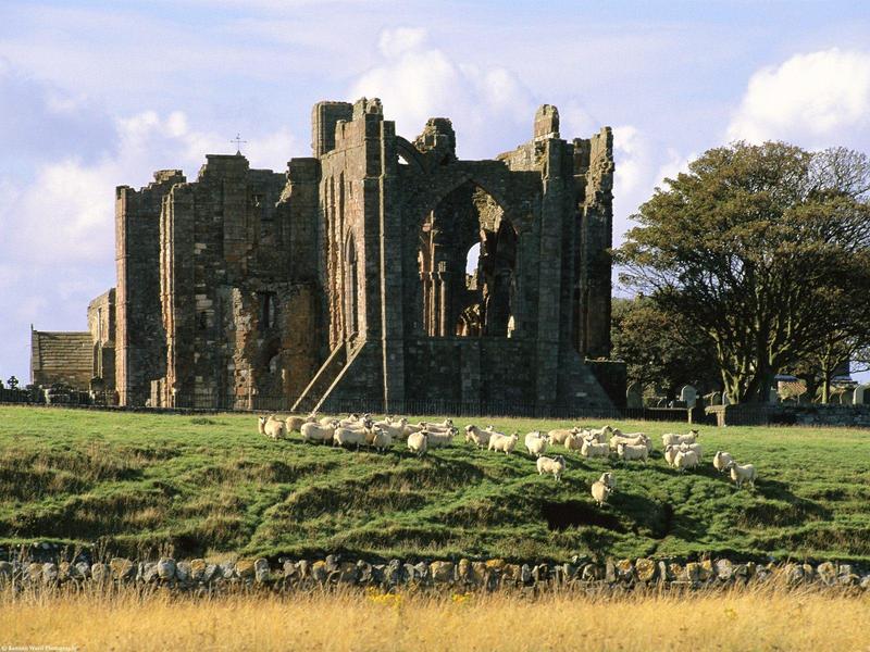 Berwick Upon Tweed, Scotland (Sheep herd); DISPLAY FULL IMAGE.