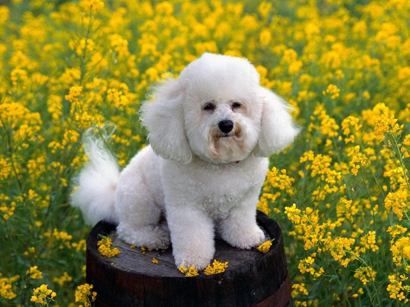 Bichon Frise (White Dog); DISPLAY FULL IMAGE.