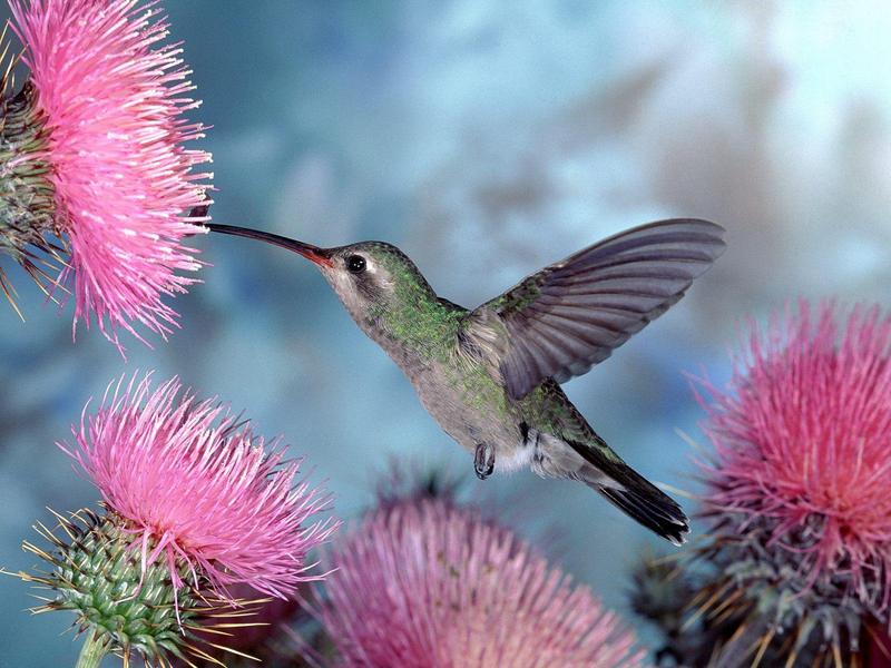 Broad-billed Hummingbird; DISPLAY FULL IMAGE.