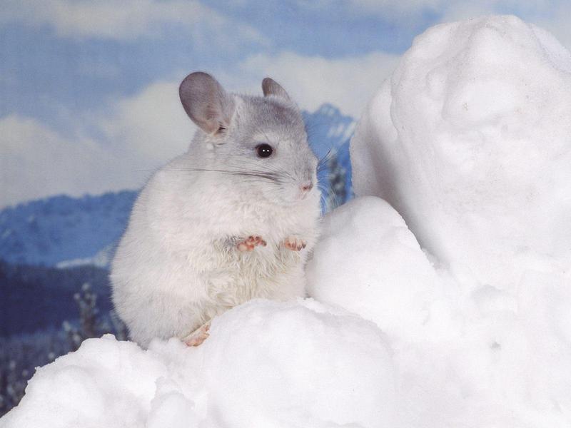 Chinchilla; DISPLAY FULL IMAGE.