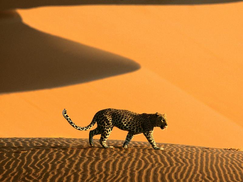 Desert Passage, Sossusvlei Park, Namibia, Africa (African Leopard); DISPLAY FULL IMAGE.