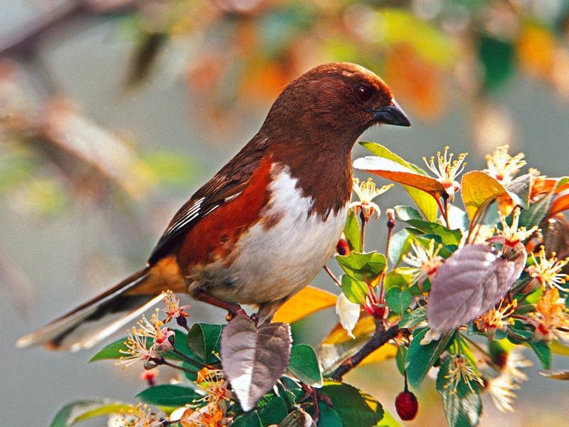 Female Rufous-sided Towhee; DISPLAY FULL IMAGE.