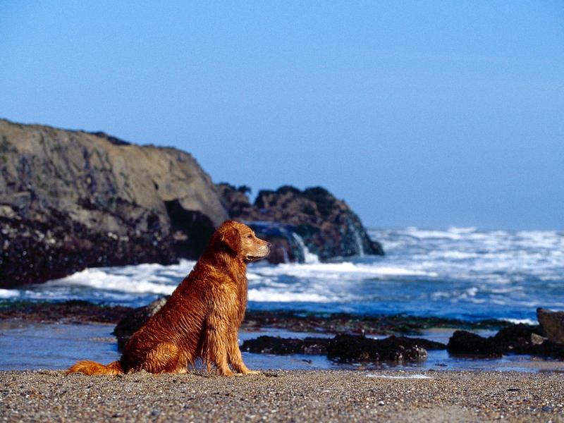 Golden Profile (Retriever); DISPLAY FULL IMAGE.