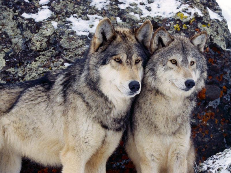 Gray Wolves; DISPLAY FULL IMAGE.