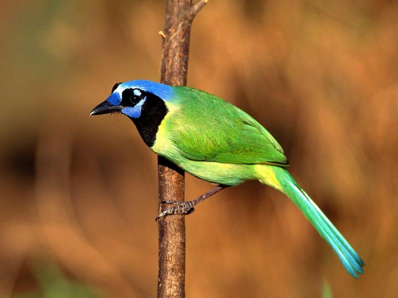 Green Jay; DISPLAY FULL IMAGE.