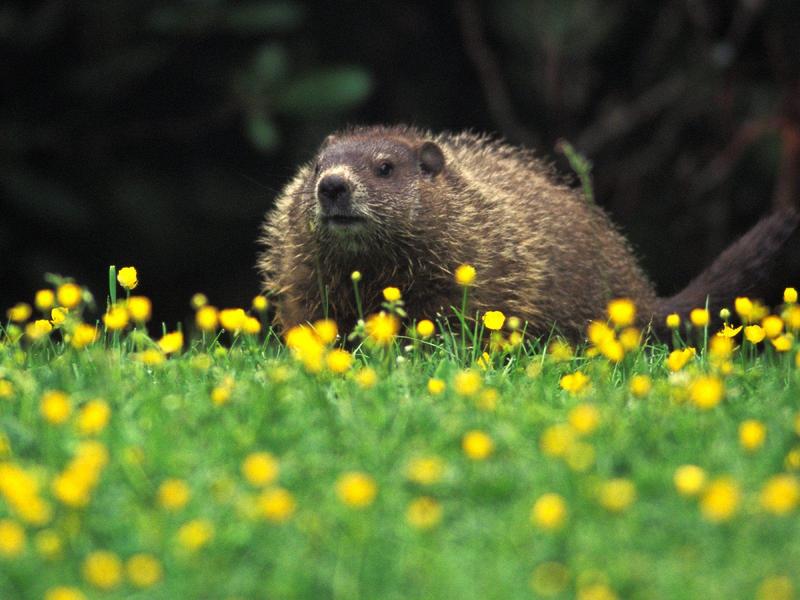 Groundhog, Grandfather Mountain, North Carolina; DISPLAY FULL IMAGE.
