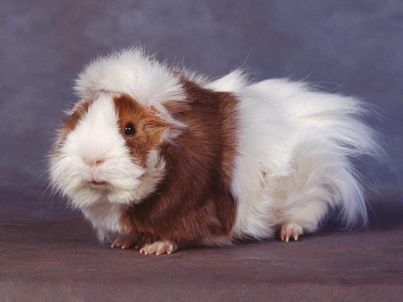 Guinea Pig; DISPLAY FULL IMAGE.
