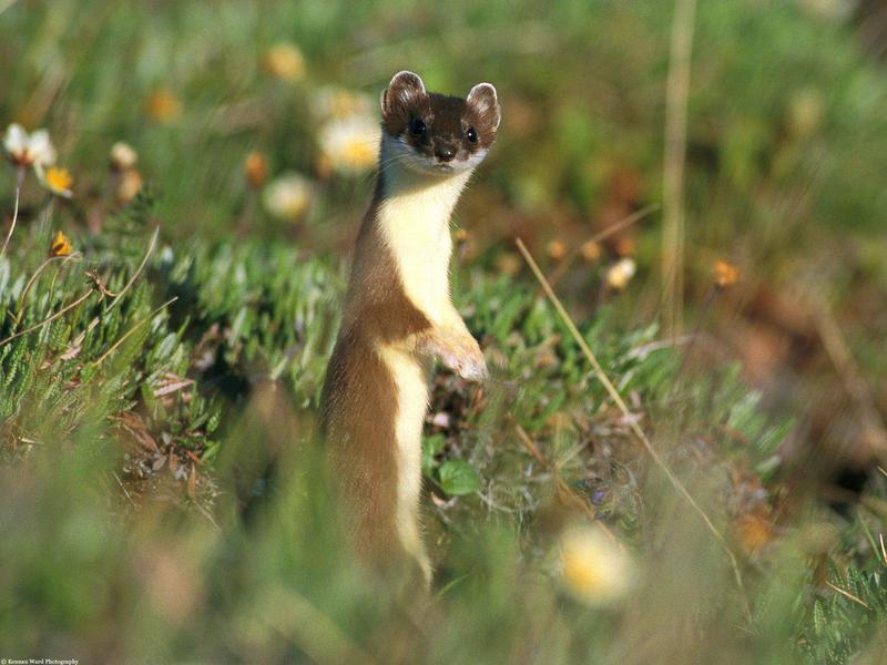 Least Weasel; DISPLAY FULL IMAGE.