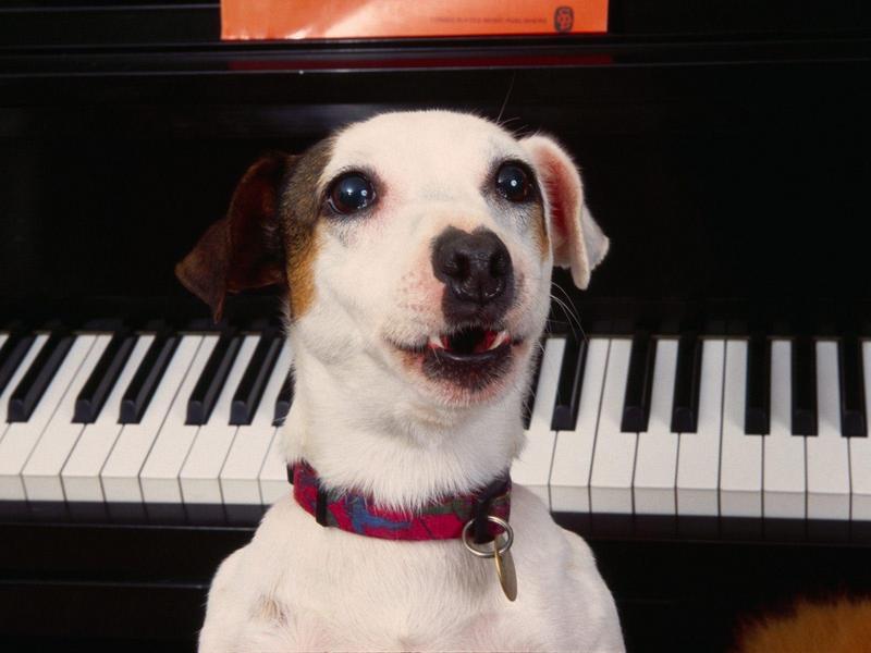 Ludwig Van Barkthoven, Jack Russell Terrier; DISPLAY FULL IMAGE.