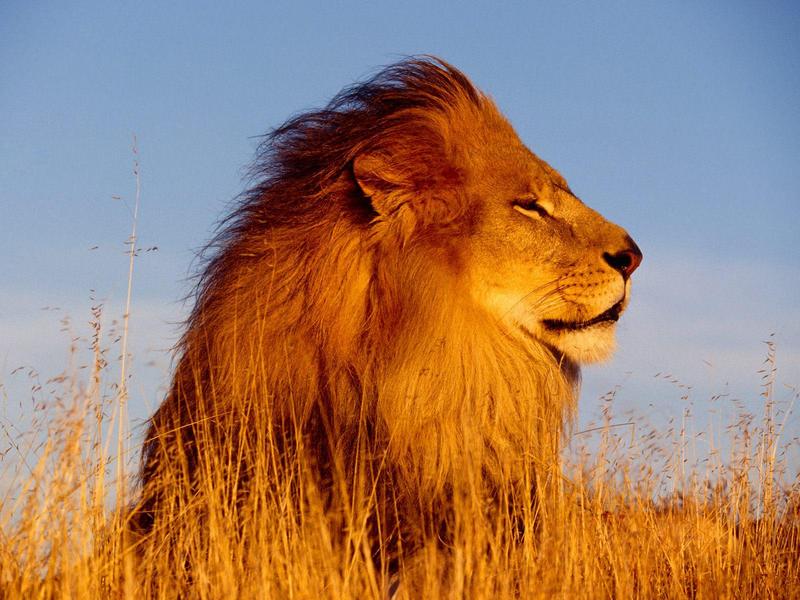 Mighty Lion (African Lion Male); DISPLAY FULL IMAGE.
