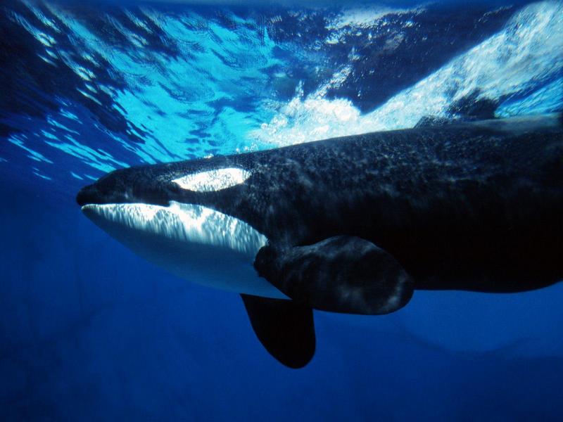 Orca Whale Underwater; DISPLAY FULL IMAGE.