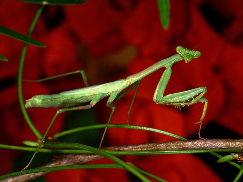 Praying Mantis; DISPLAY FULL IMAGE.