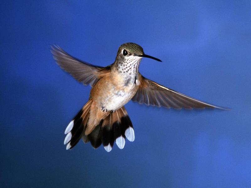 Rufous Hummingbird; DISPLAY FULL IMAGE.