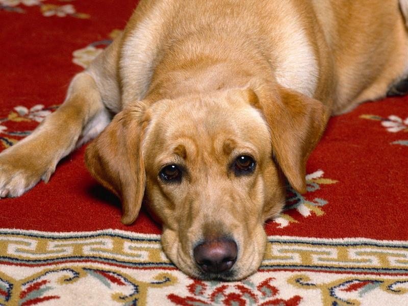 Rug Warmer (Golden Retriever); DISPLAY FULL IMAGE.