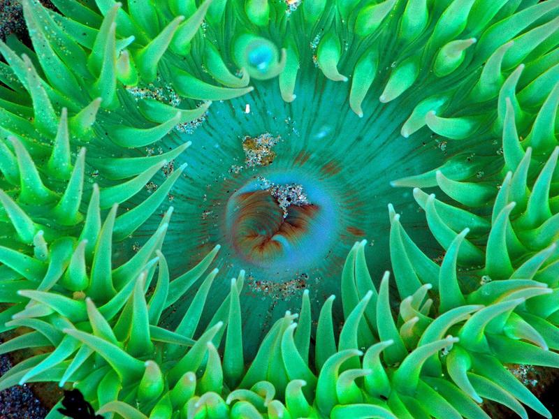 Sea Anemone; DISPLAY FULL IMAGE.