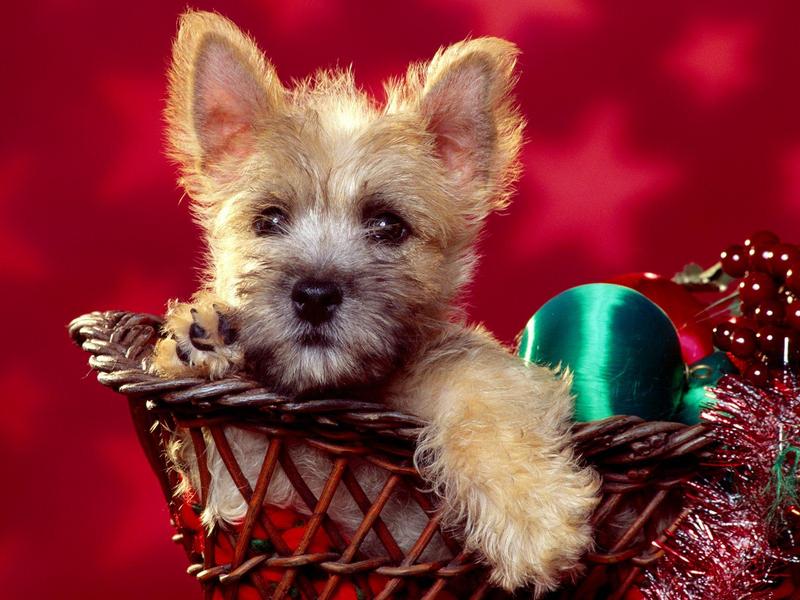 Season's Wishes, Cairn Terrier Puppy; DISPLAY FULL IMAGE.