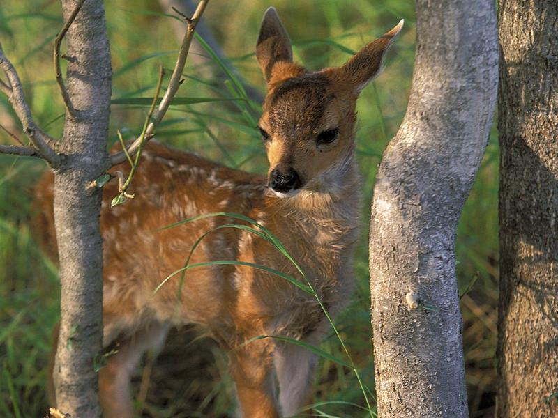 Sitka, Black-tailed Deer Fawn - Sitka deer (Odocoileus hemionus sitkensis); DISPLAY FULL IMAGE.